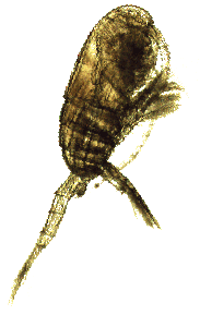 Pseudodiaptomus marinus