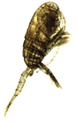 Pseudodiaptomus marinus