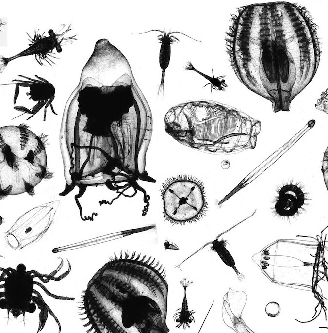 Continued plankton research crucial to predict the future of ocean life in  a changing climate | CPR Survey